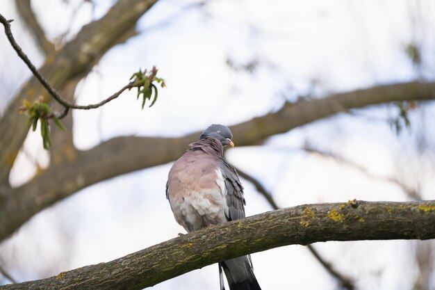 Un pigeon drôle avec les yeux fermés est assis sur une branche d'arbre dans le parc un jour de printemps Nature et oiseaux sauvages Vue rapprochée de mise au point sélective