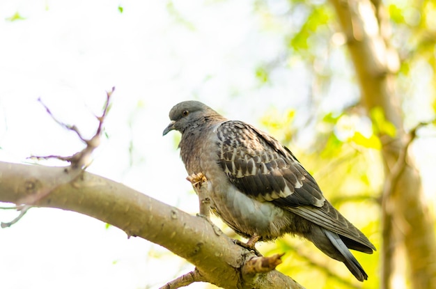 Un pigeon est assis sur une branche d'arbre un jour d'été.