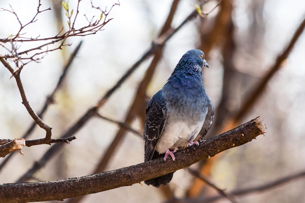 Pigeon est assis sur une branche