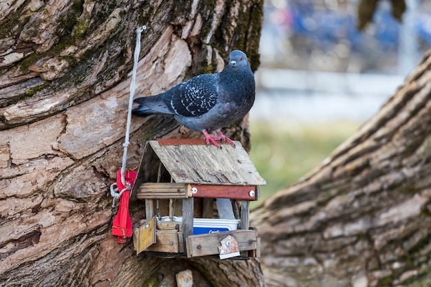 Le pigeon est assis sur une mangeoire pour oiseaux. oiseaux urbains. photo de haute qualité