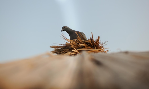 Un pigeon est assis sur un parapluie de paille