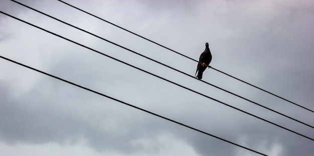 Pigeon sur le fil avec fond gris