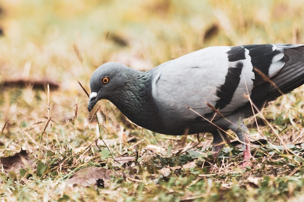 Pigeon sur l&#39;herbe dans le parc, Rock dove, Portrait d&#39;un Pigeon