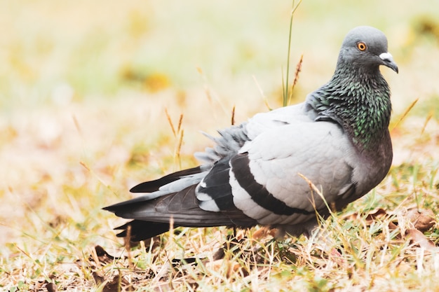 Pigeon sur l&#39;herbe dans le parc, Rock dove, Portrait d&#39;un Pigeon