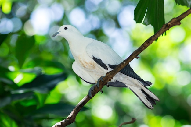 Pigeon impérial Pied, Ducula bicolor