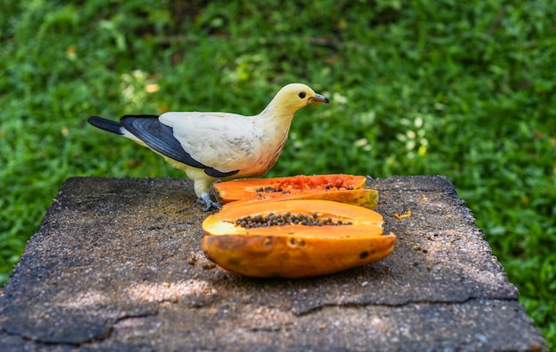 Photo le pigeon impérial à pointe argentée ducula luctuosa également connu sous le nom de pigeon impérial blanc ou whit