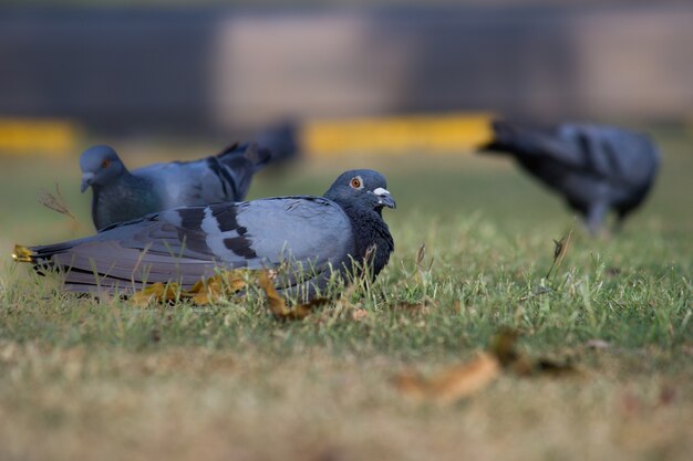 Pigeon Indien Ou Pigeon Biset Reposant Sur L'herbe