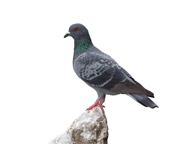 Pigeon isolé sur fond blanc. Symbole de la paix. Pigeon debout sur un rocher.