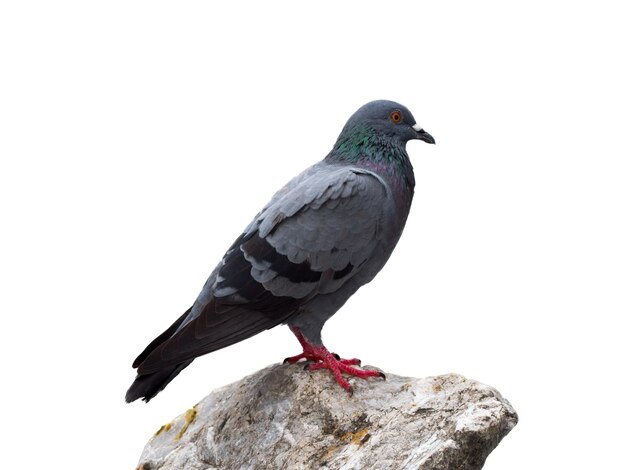 Pigeon isolé sur fond blanc. Symbole de la paix. Pigeon debout sur un rocher.