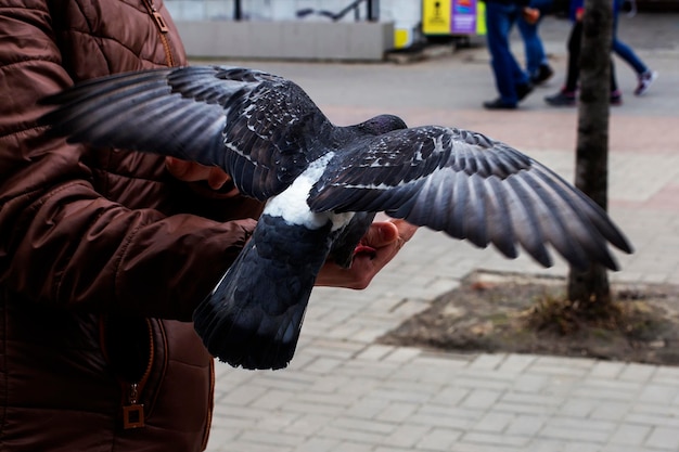 Le pigeon mange de sa main le grain