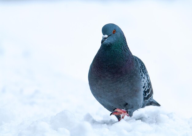 Pigeon marchant sur la neige en hiver