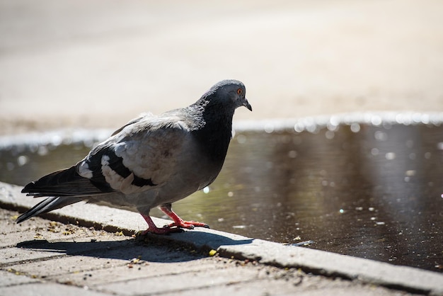 Pigeon en milieu urbainanimaux en ville