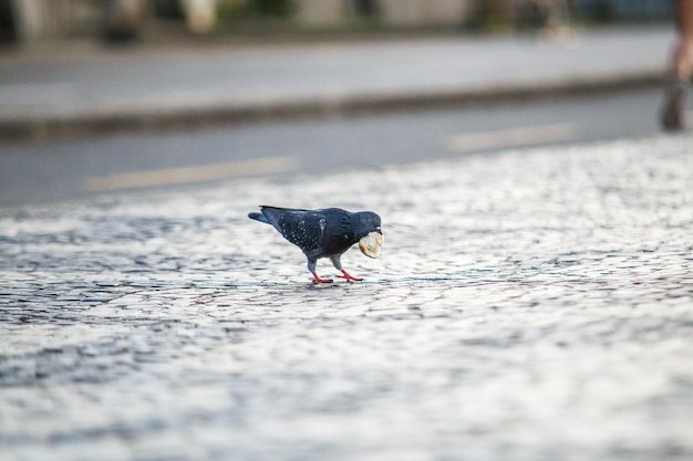 Pigeon avec morceau de pain à l'extérieur à Rio de Janeiro Brésil