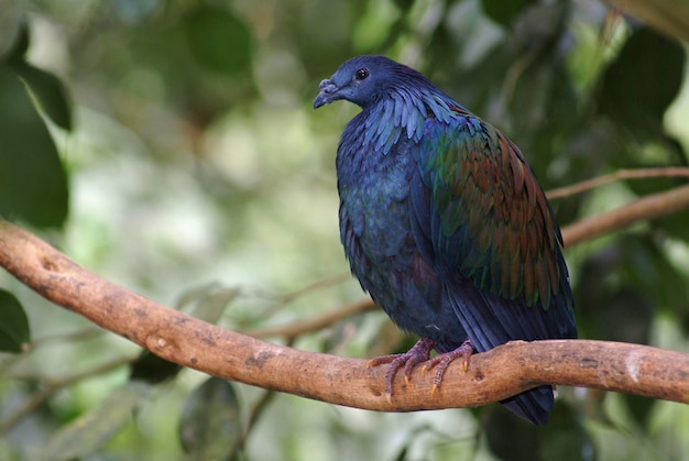 Photo pigeon nicobar caloenas nicobarica queensland australie