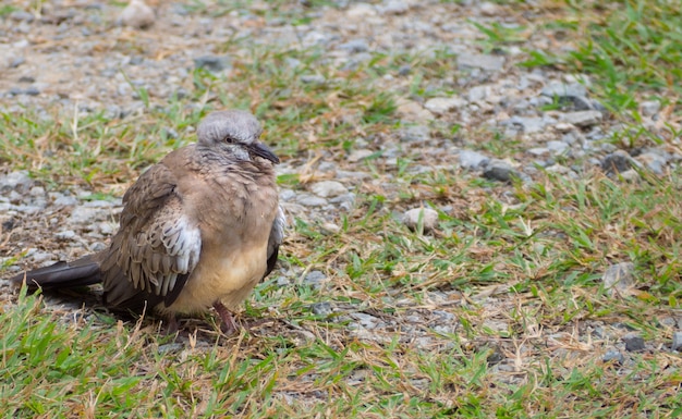 Pigeon ou oiseau colombe debout sur le sol