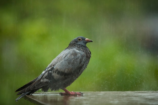 Photo pigeon, oiseau, debout, maison, loft, pluie, goutte, temps