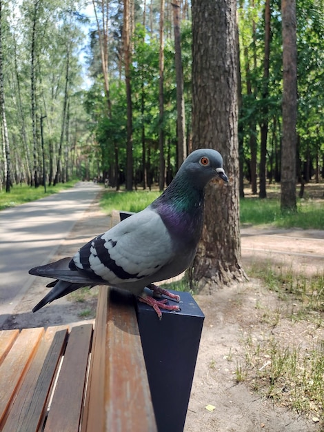 Pigeon oiseau libre assis sur un banc en bois fait de planches