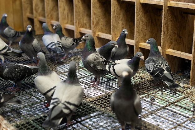 Pigeon oiseaux debout avec des amisPigeons assisPigeons isolésPortrait d'oiseaux