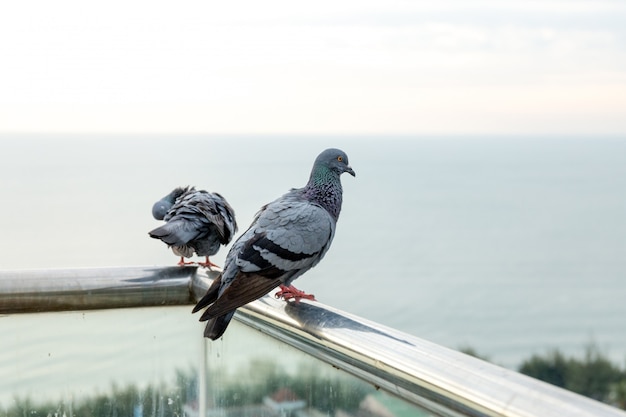 Pigeon perché sur un poteau en acier inoxydable.