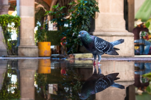 Pigeon porteur de race dans un parc de la ville avec de l'espace pour le texte