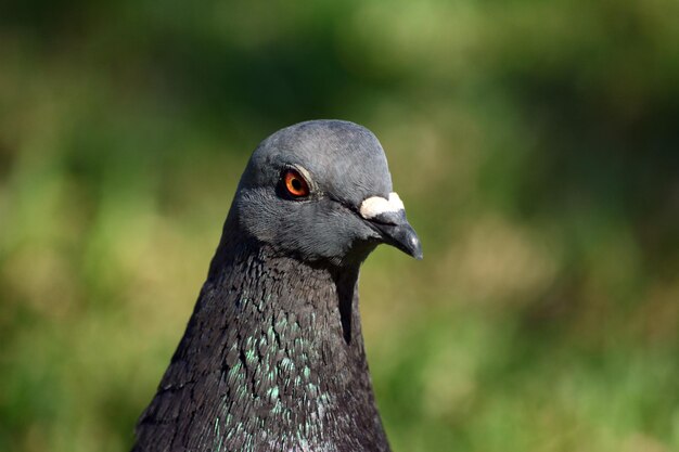 Photo pigeon en profil avec un gros plan des yeux rouges