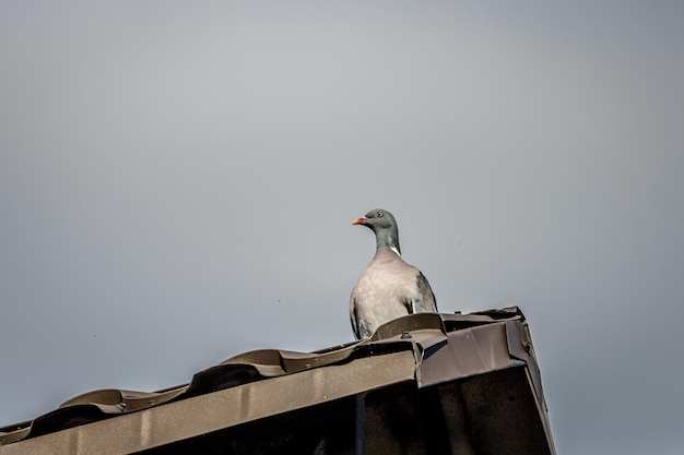 Pigeon pur-sang L'oiseau est assis sur la cheminée Un pigeon regarde autour