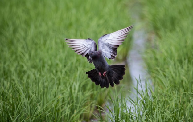 Pigeon qui vole dans la rizière verte