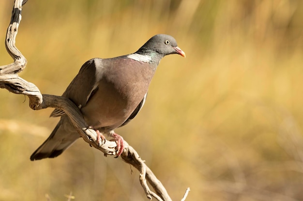 Pigeon ramier aux dernières lueurs de l'après-midi dans un point d'eau naturel