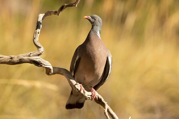 Pigeon ramier aux dernières lueurs de l'après-midi dans un point d'eau naturel