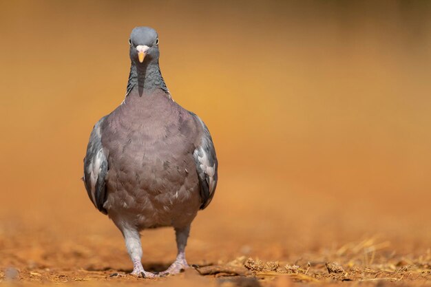 Pigeon ramier Columba palumbus Tolède Espagne