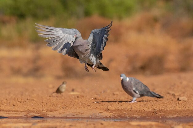 Pigeon ramier (Columba palumbus) Tolède, Espagne