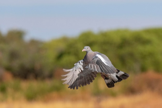 Pigeon ramier (Columba palumbus) Tolède, Espagne