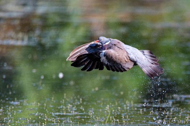 Pigeon ramier ou Columba palumbus