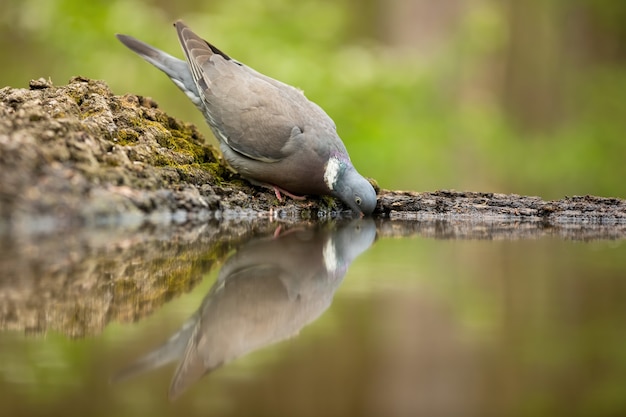 Pigeon ramier commun buvant de l'eau sur la berge