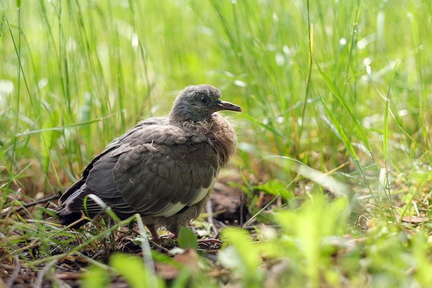 Pigeon ramier, un poussin dans l'herbe