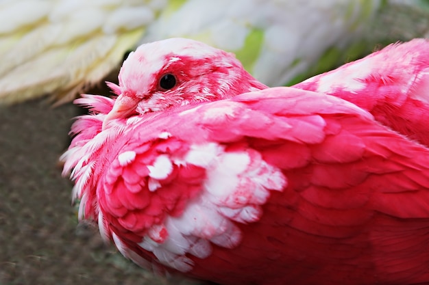 Pigeon rouge sur l'herbe