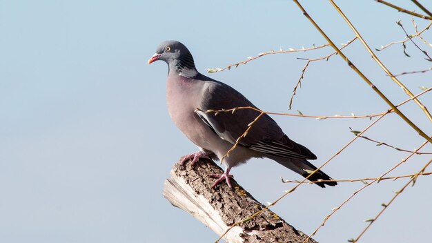 Photo un pigeon sauvage assis sur un arbre taillé au printemps