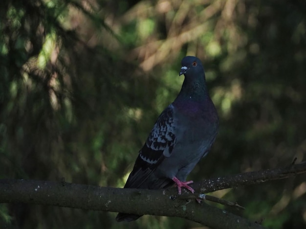 Un pigeon sauvage assis sur une branche d'arbre dans le parc de Pavlovsk. Pavlovsk, Russie.