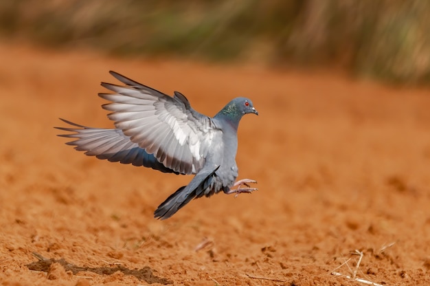 Pigeon sauvage atterrissant rapidement sur le terrain