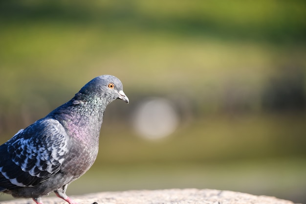 Pigeon se bouchent. dans le soleil. assis sur une pierre. flou flou