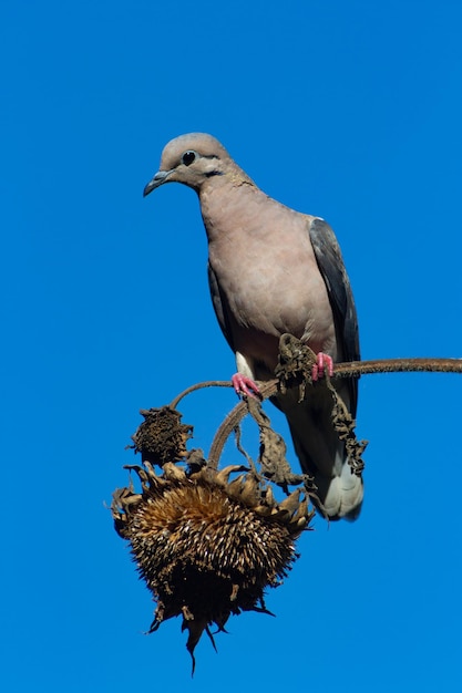 Photo pigeon se nourrissant de graines de tournesol sur une plante sèche en automne