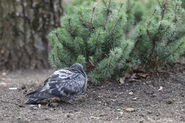 Le pigeon se tient près du pin nain.