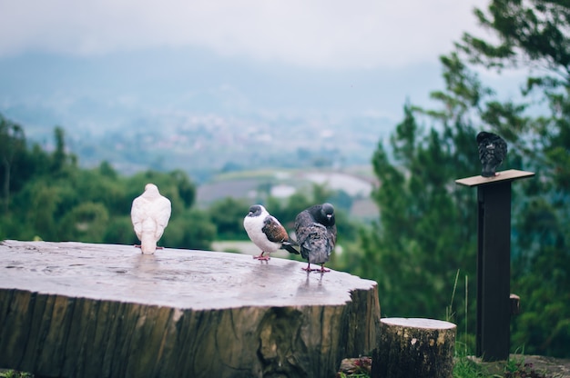 pigeon sur la table