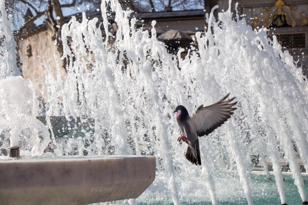 Pigeon de ville au bord de l'eau à une fontaine