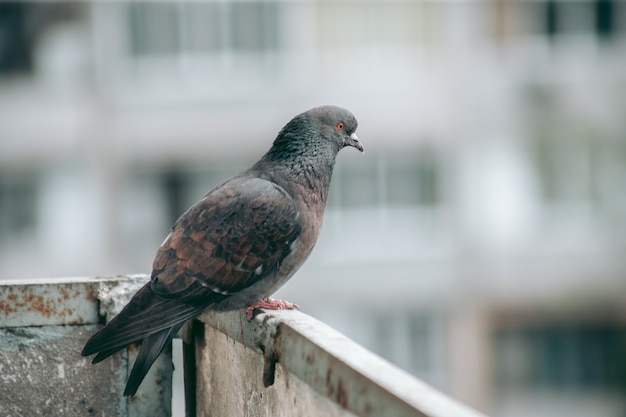 Pigeon de la ville est assis sur une clôture dans la rue