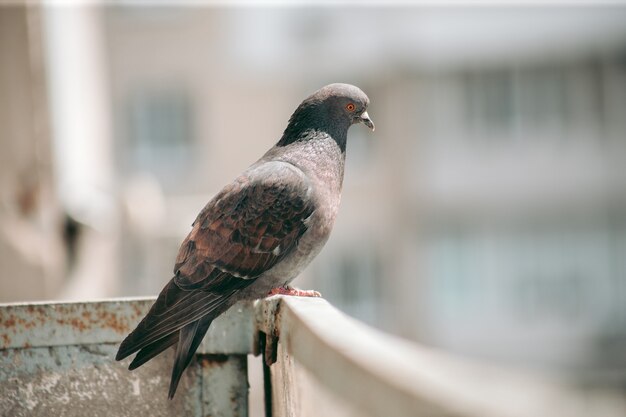 Pigeon de la ville est assis sur une clôture dans la rue