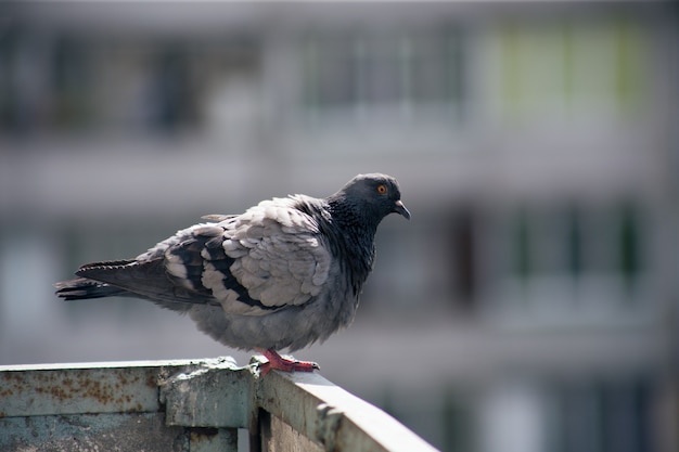 Pigeon de la ville est assis sur une clôture dans la rue