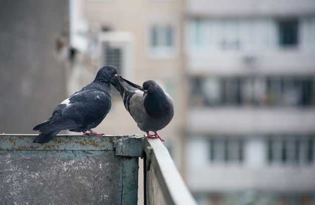 Pigeon de la ville est assis sur une clôture dans la rue