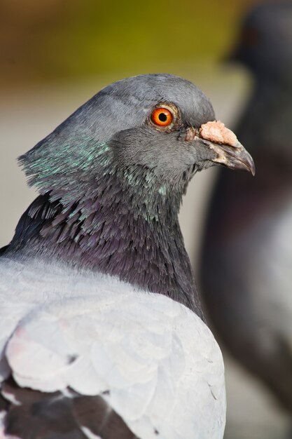 Pigeon de ville