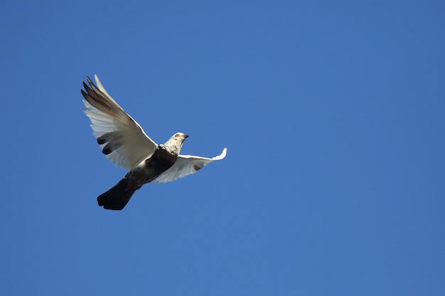 Pigeon volant dans le ciel bleu